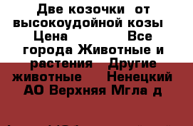 Две козочки  от высокоудойной козы › Цена ­ 20 000 - Все города Животные и растения » Другие животные   . Ненецкий АО,Верхняя Мгла д.